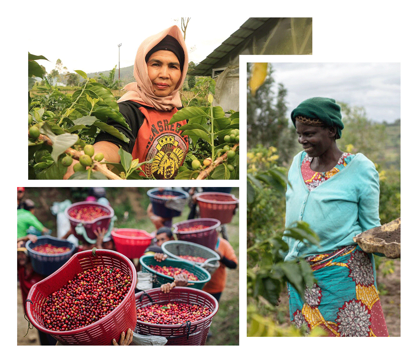 Pictures of farmers, and baskets full of coffee